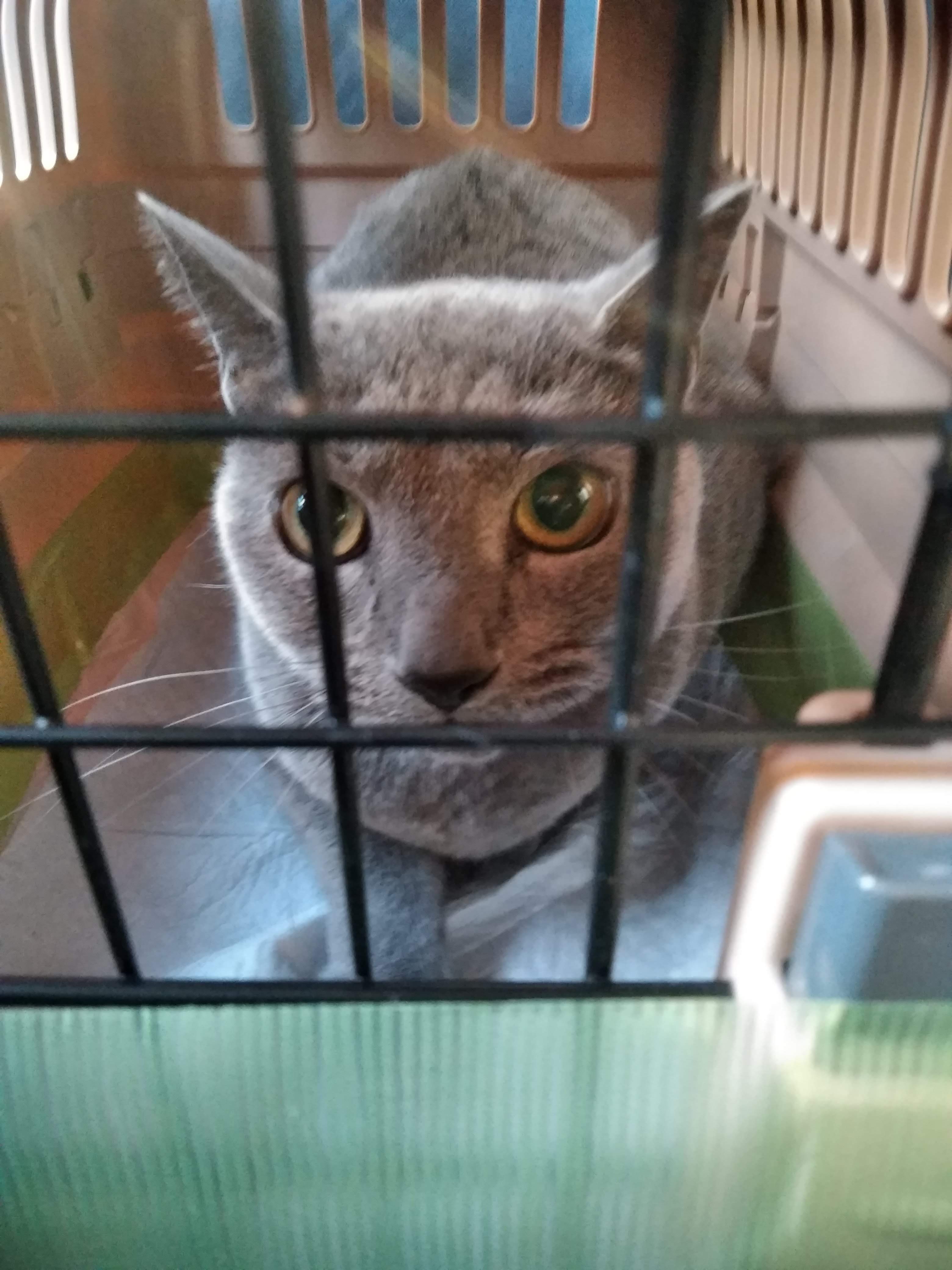 ペット引っ越し ペット輸送 ペットタクシー ペット美容室 ペットホテル ペット輸送 ペットタクシー 駐車場 サンクロレラなら大阪伊丹空港 新大阪近く Dog Hair Studio Ken