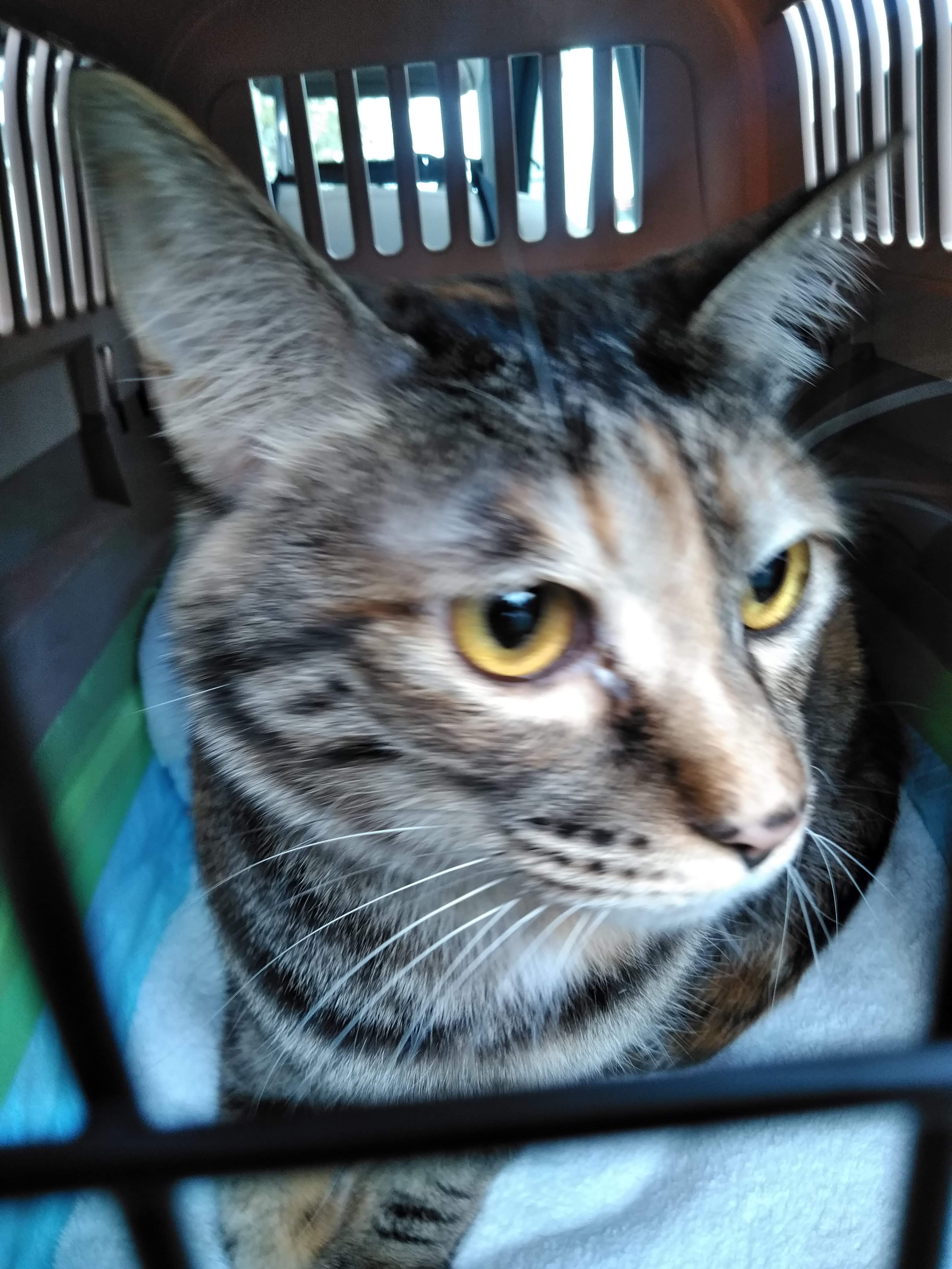 ペット引っ越し ペット輸送 ペットタクシーのご利用のネコちゃんです ペット美容室 ペットホテル ペット輸送 ペットタクシー 駐車場 サンクロレラなら大阪伊丹空港 新大阪近く Dog Hair Studio Ken