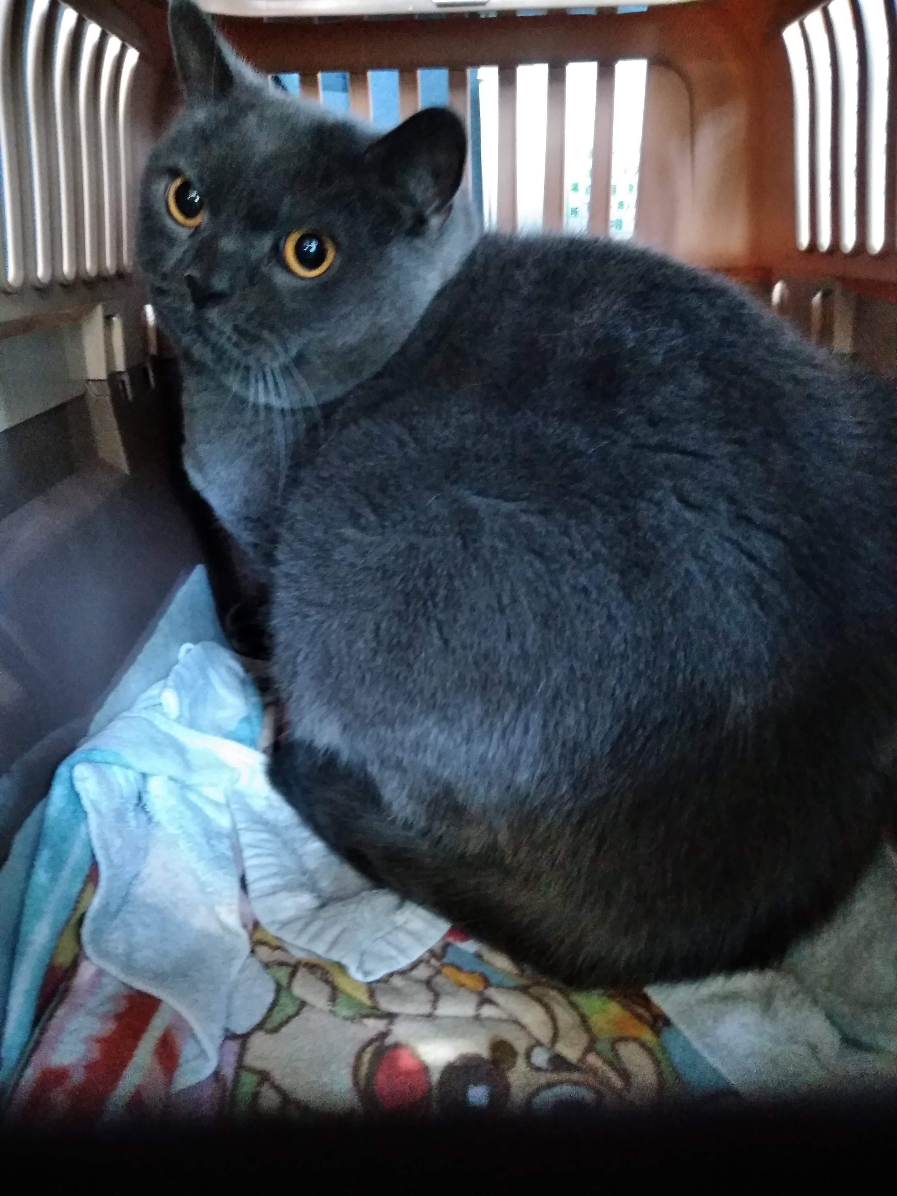 広島県広島市 大阪市内 ペット引っ越し ペット輸送ご利用のネコちゃんです ペット美容室 ペットホテル ペット輸送 ペットタクシー 駐車場 サンクロレラなら大阪伊丹空港 新大阪近く Dog Hair Studio Ken