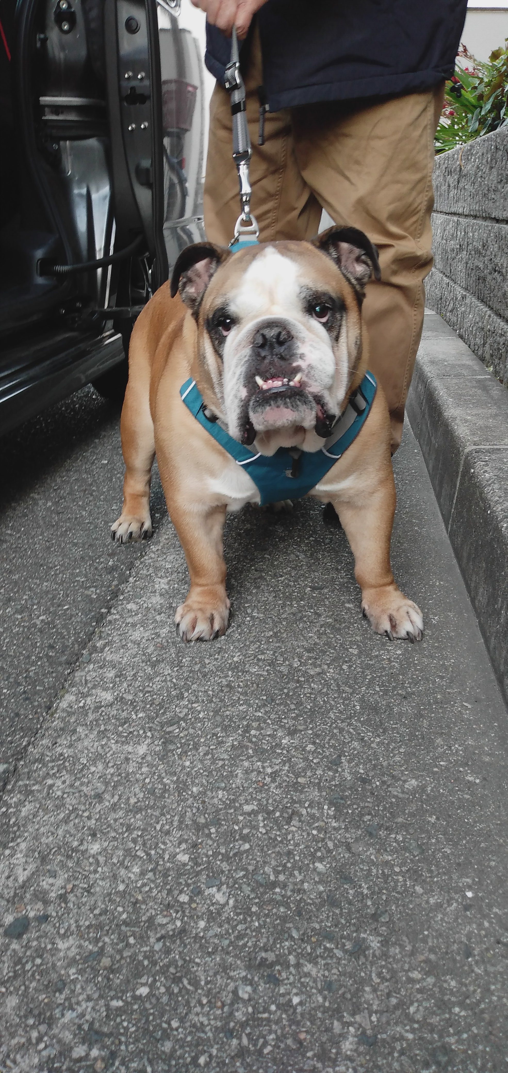 尼崎市内 尼崎市内動物病院 ペットタクシーご利用のワンちゃんです ペット美容室 ペットホテル ペット輸送 ペットタクシー サンクロレラなら大阪伊丹空港 新大阪近く Dog Hair Studio Ken